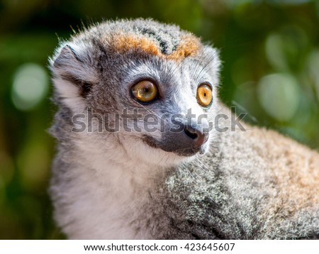 crowned lemur 