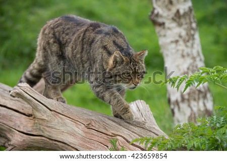 Scottish Wildcat on large tree trunk/Scottish Wildcat/Scottish Wildcat (Felis Silvestris Grampia) Royalty-Free Stock Photo #423659854