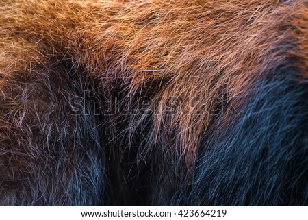 close view of Red Panda fur or lesser panda (Ailurus fulgens)
Fur in japan.