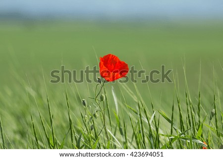 single poppy in a green field