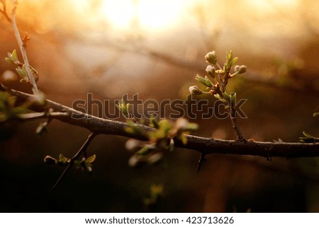 beautiful amazing bloom on cherry branch at sunset sky, spring time