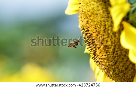 Bee fly to sucking nectar from sunflower,close up shot.