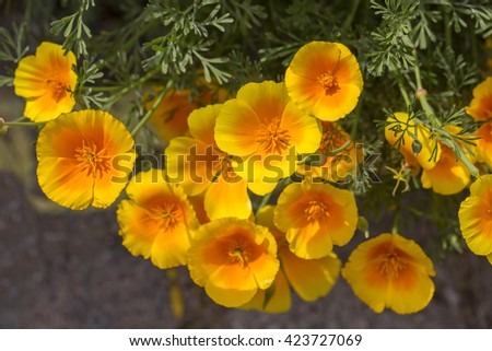 Orange Poppies. Orange poppies sit in the bright afternoon sunshine bringing cheerful colour to a back alley.