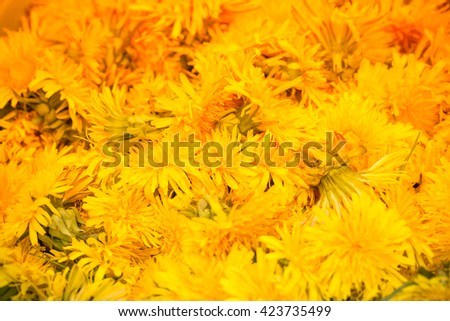 Natural background of yellow dandelions. Shallow depth of field. Selective focus. Toned.