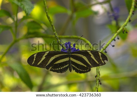 Close Up of a Butterfly
