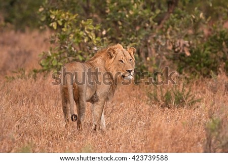 Kruger - lion - panthera leo - South africa