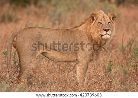 Kruger - lion - panthera leo - South africa