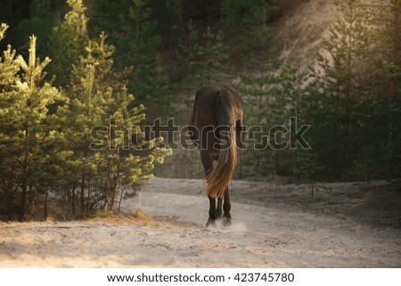 beautiful brown  horse trotting in a meadow