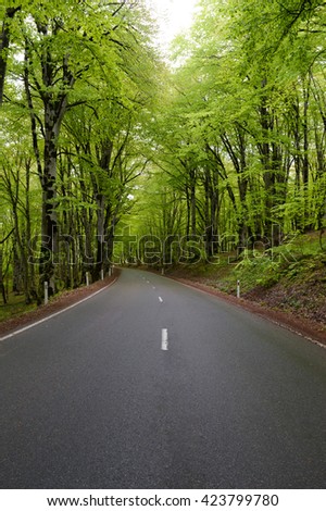 Car road going thru the green forest. Woods background.