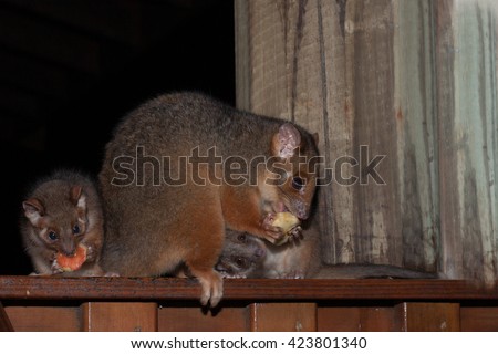 Ringtail Possum mother and twin babies