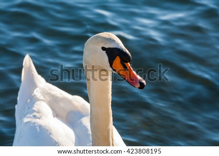 Swans on Lake Maggiore , Italy
