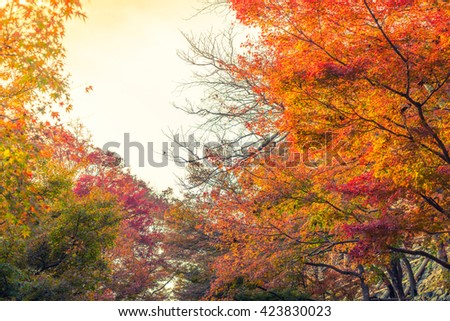 Beautiful Colorful Autumn Leaves ( Filtered image processed vintage effect. )
