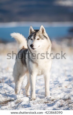 Husky winter standing in the snow. The dog on the background of nature. Dog in winter. Christmas.