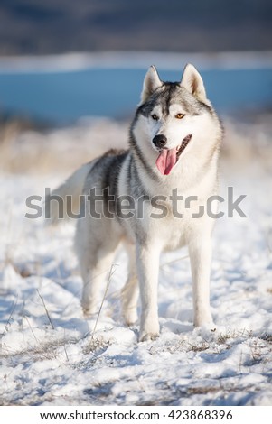 Husky winter standing in the snow. The dog on the background of nature. Dog in winter. Christmas.