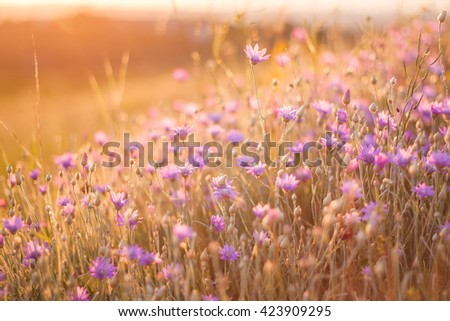 Summer flowers on sunset background. Many beautiful purple flowers