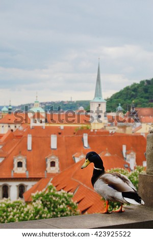 Prague. Medieval architecture with a duck sitting in the foreground. Awesome picture