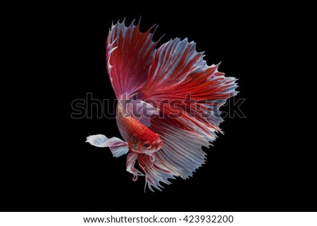 capture the moving moment beautiful of siam betta fish in thailand on black background