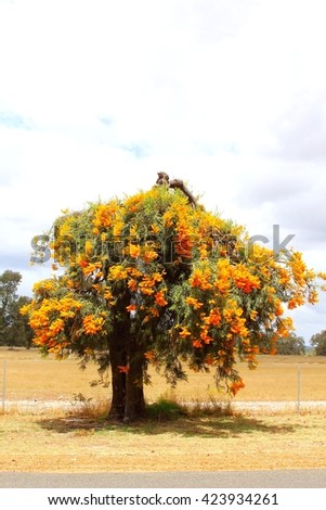 Orange blooming Christmas tree with flowers, also called Nuytsia floribunda, in Western Australia. This tree is blooming during Chrismas holidays in december.