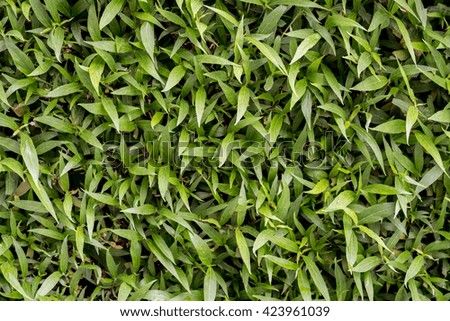Green leaves wall background