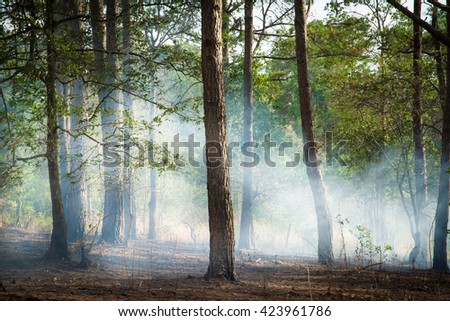 jungle pine trees