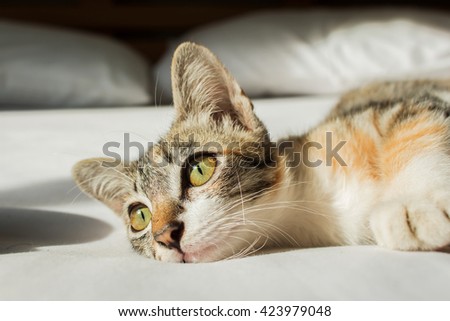 Cute cat lying on the bed
