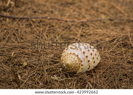 Sea shell on dry pine leaves.