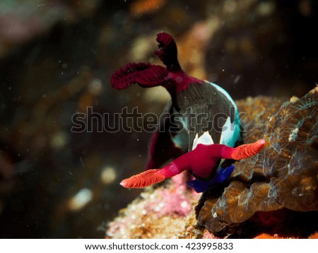 Underwater close up of colorful sea slug on rock