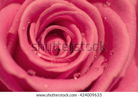 Pink rose macro. Nature background with close up flower and drops of water. Image with small depth of field.