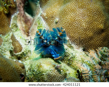 Close-up view of a Christmas Blue Tree Worm