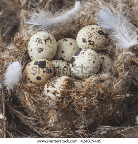 Quail eggs in nest.Selective focus
