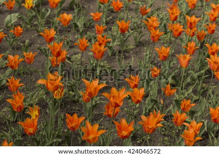 Orange tulips on the flowerbed