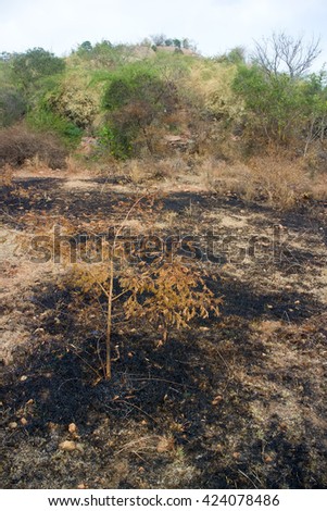 burn with fire ground in wild. scorched dry plains with bushes