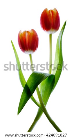 translucent pair of tulips. flat lay arrangement isolated on white background