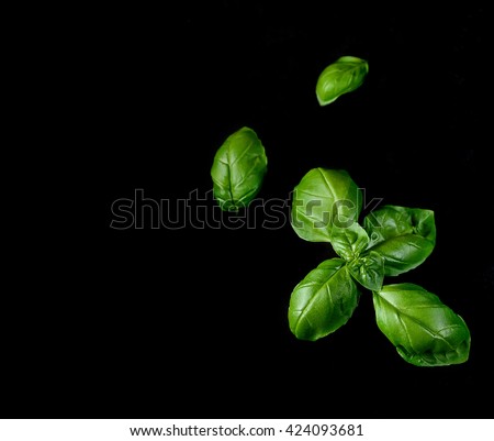 Fresh green basil leaves isolated on black background. Culinary aromatic cooking. Royalty-Free Stock Photo #424093681