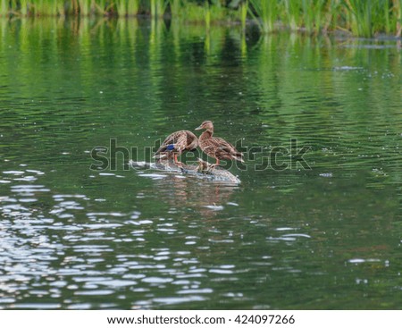 Two wild ducks have a rest in a quiet pond - Russia