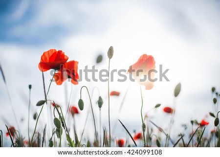 Spring poppies on a background of blue sky