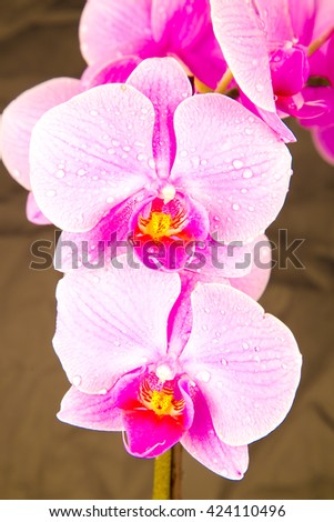 Pink orchids on black background , amazing ,lovely ,natural ,fresh ,spring flowers ,colorful ,bloom ,purple ,stem ,closeup ,macro , violet, petals, long plant ,many ,together ,decoration