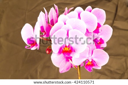  Pink orchids on black background , amazing ,lovely ,natural ,fresh ,spring flowers ,colorful ,bloom ,purple ,stem ,closeup ,macro , violet, petals, long plant ,many ,together ,decoration