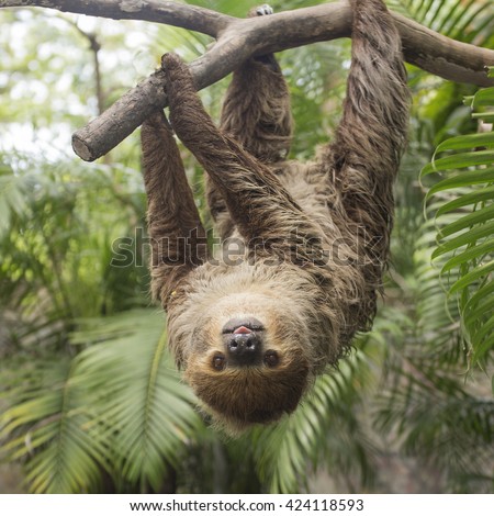 Young Hoffmann's two-toed sloth (Choloepus hoffmanni) on the tree Royalty-Free Stock Photo #424118593