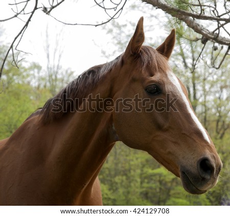 Portrait of old brown horse