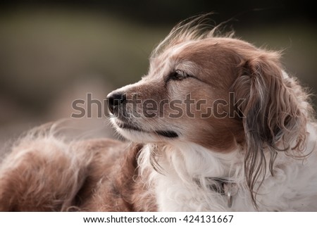 portrait of red haired collie type dog on a beach in Gisborne, New Zealand 