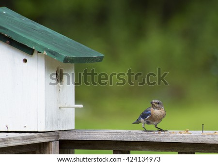 Female Bluebird perches near her nest.