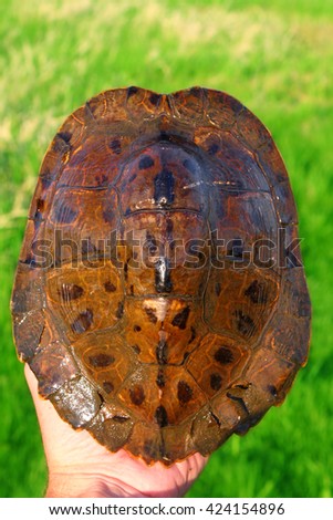 Shell patterns of a Map Turtle found in backwaters of the Rock River in Illinois