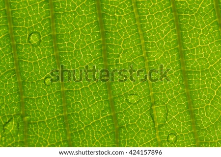 Close up on green leaf texture