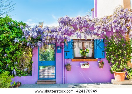 Violet house with violet flowers. Colorful houses in Burano island near Venice, Italy Royalty-Free Stock Photo #424170949