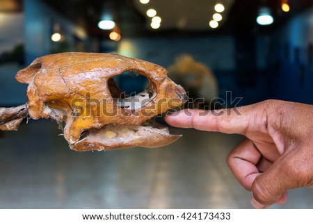 The fingers of men and bones of sea turtles
