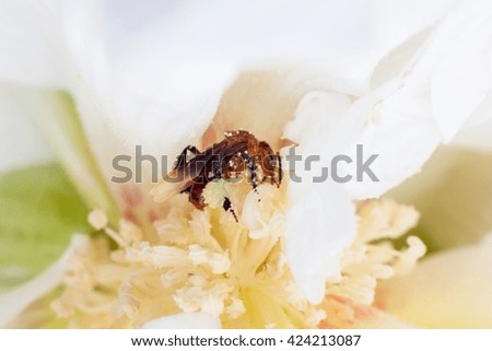 White yellow flower with bee