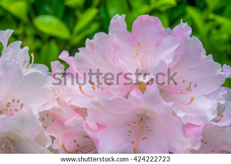 Flower of rhododendron