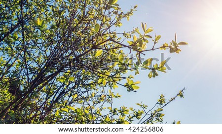 Natural sun flare and green young leaves. Springtime wallpaper. Wide 16:9 photo