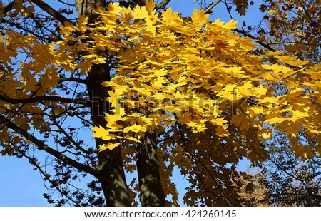 Beautiful yellow foliage of autumn maple